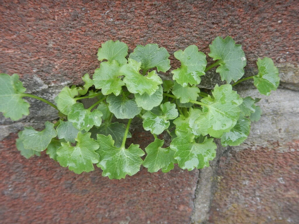 Campanula Portenschlagiana