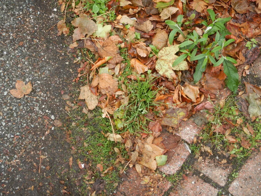 Poa Annua