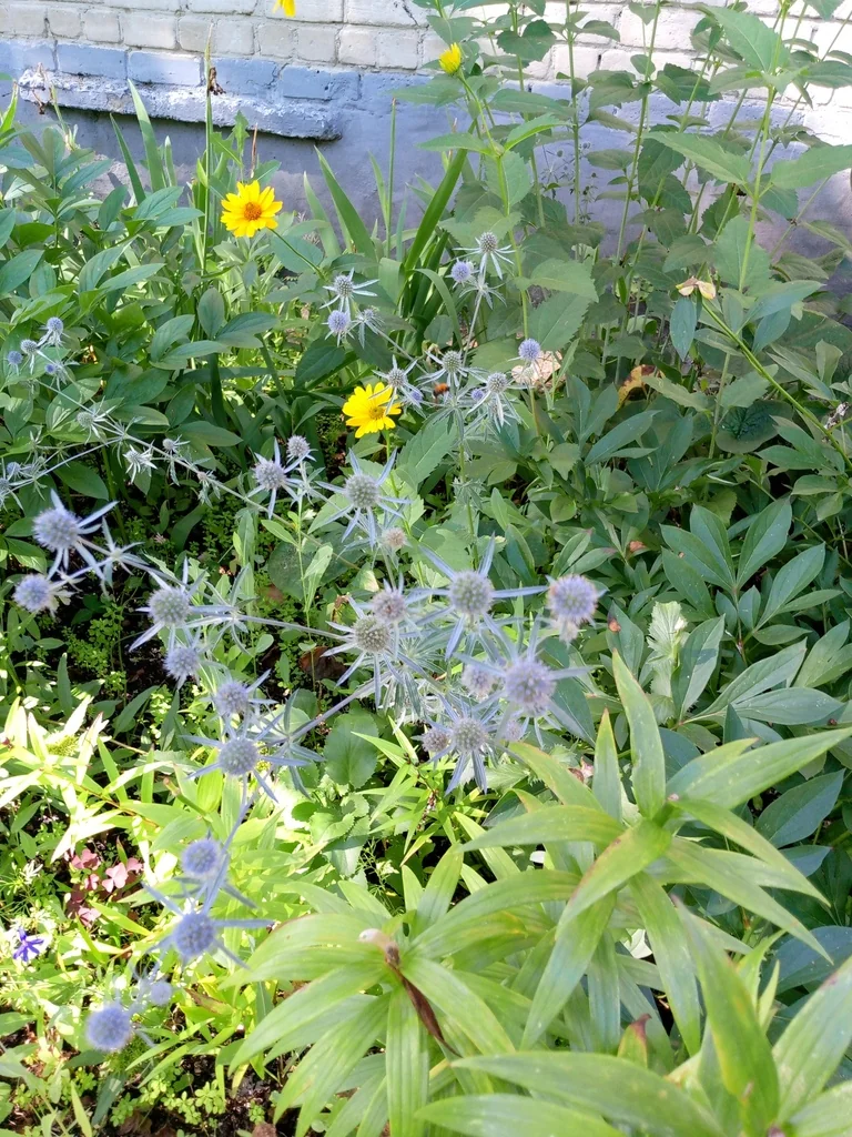 Eryngium Planum