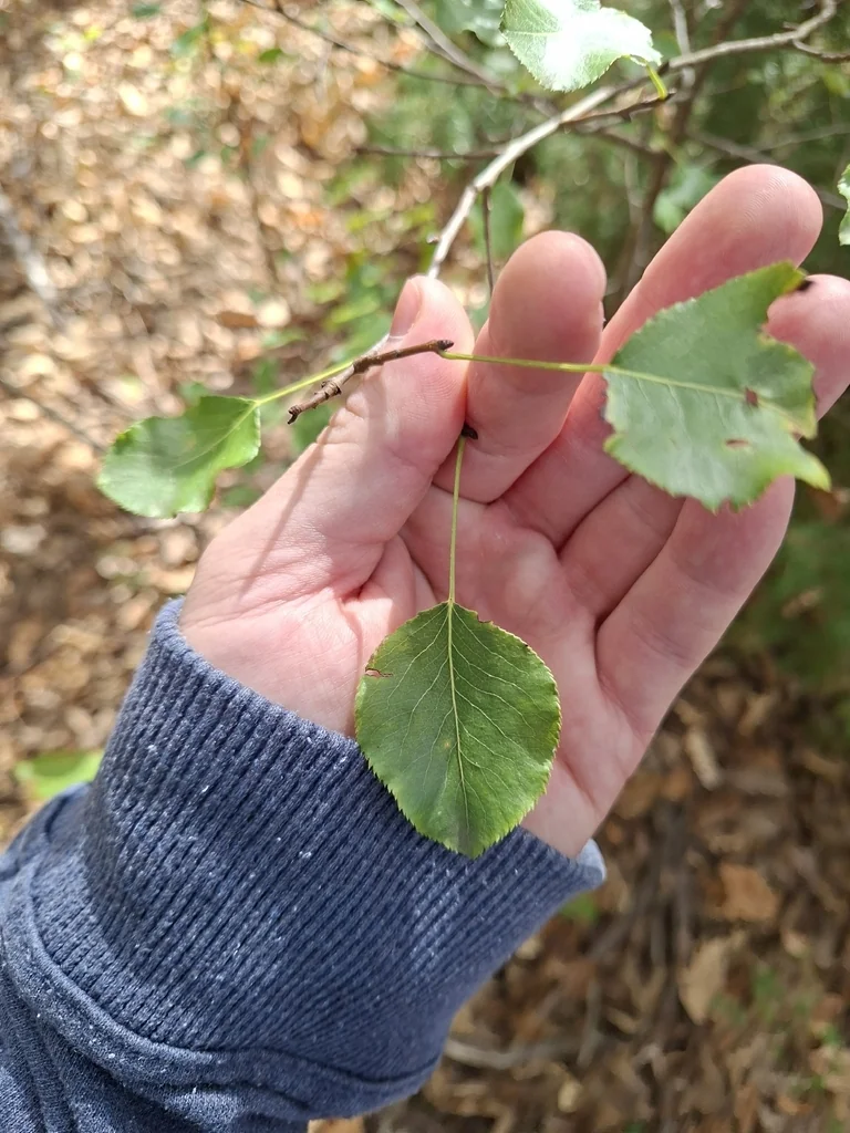 Pyrus Communis