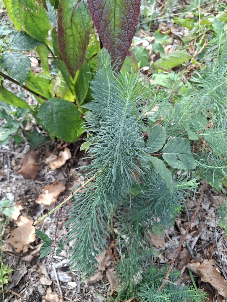 Euphorbia Cyparissias