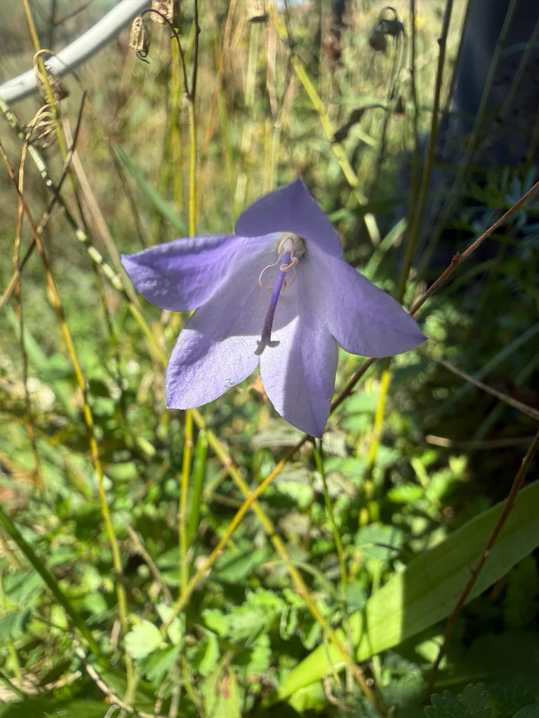 Campanula Rotundifolia