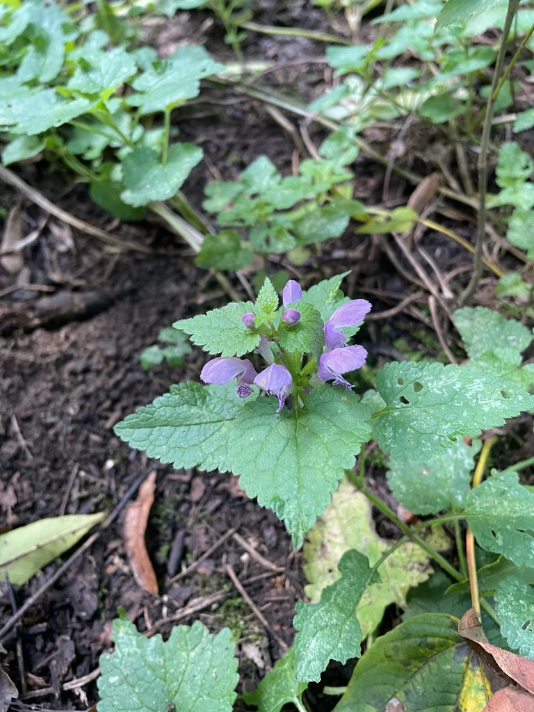 Lamium maculatum