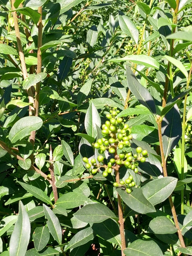 Ligustrum Vulgare