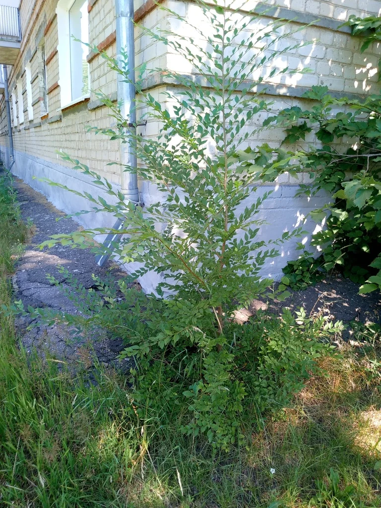 Ulmus Pumila