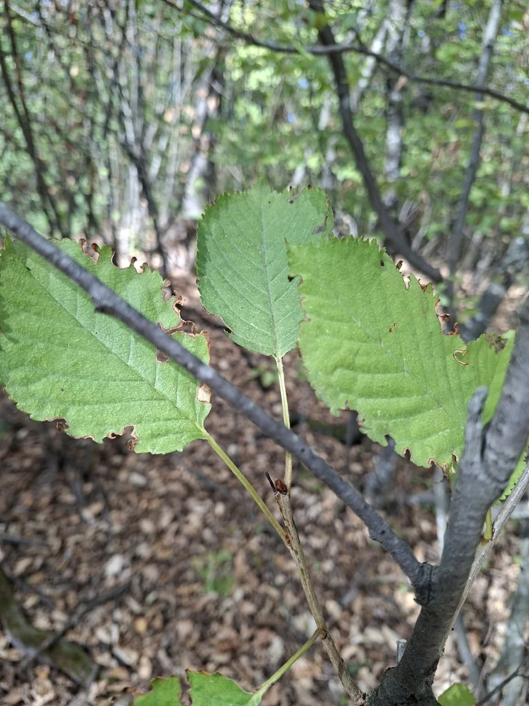 Prunus Avium