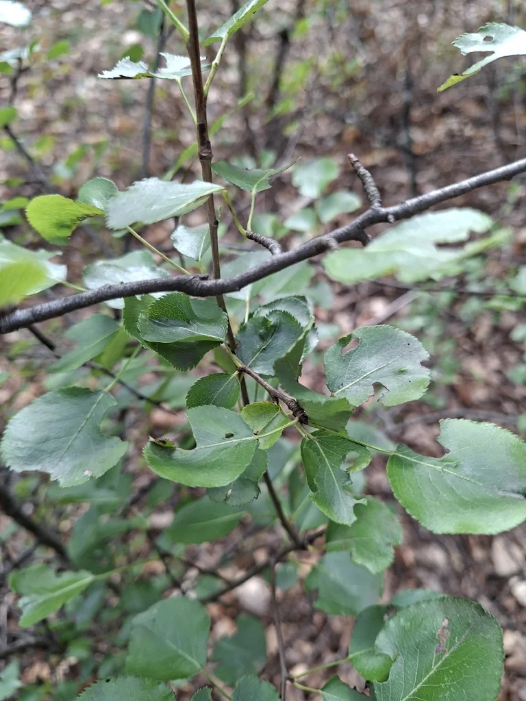 Pyrus Communis