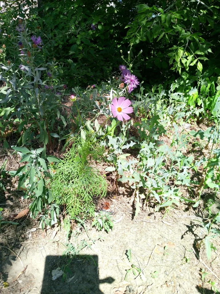 Cosmos Bipinnatus