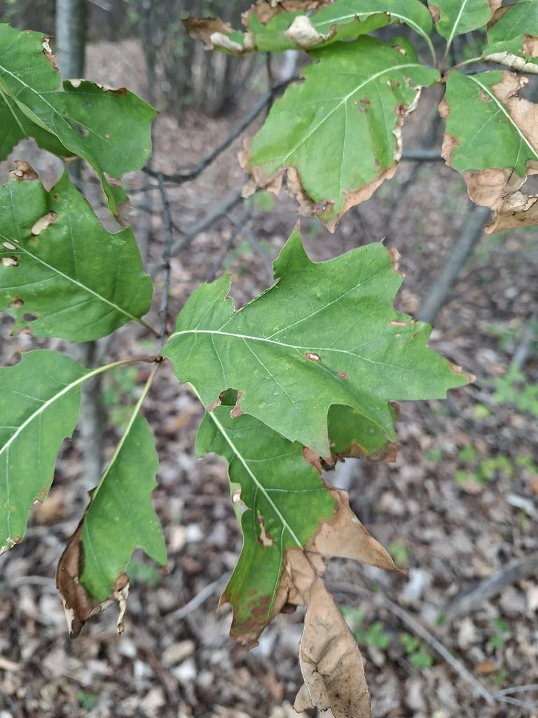 Quercus Shumardii