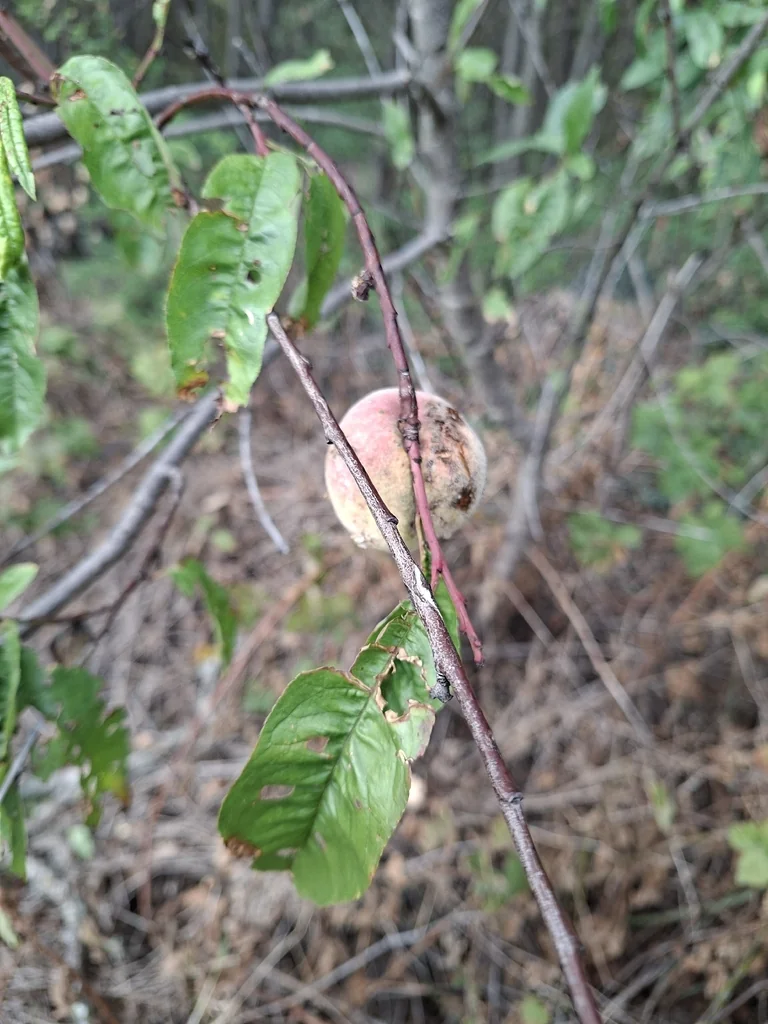 Prunus Persica