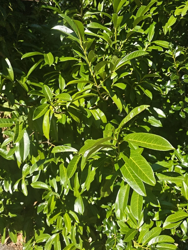 Prunus Laurocerasus