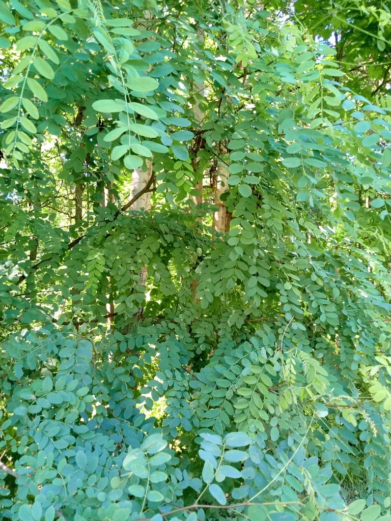 Robinia Pseudoacacia