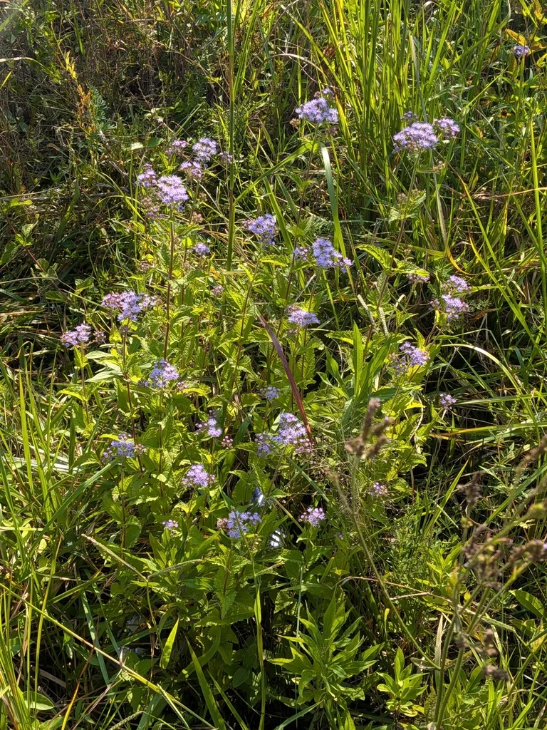 Eupatorium Coelestinum
