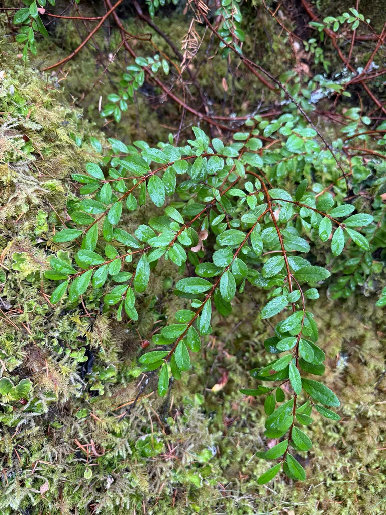 Paxistima Myrsinites
