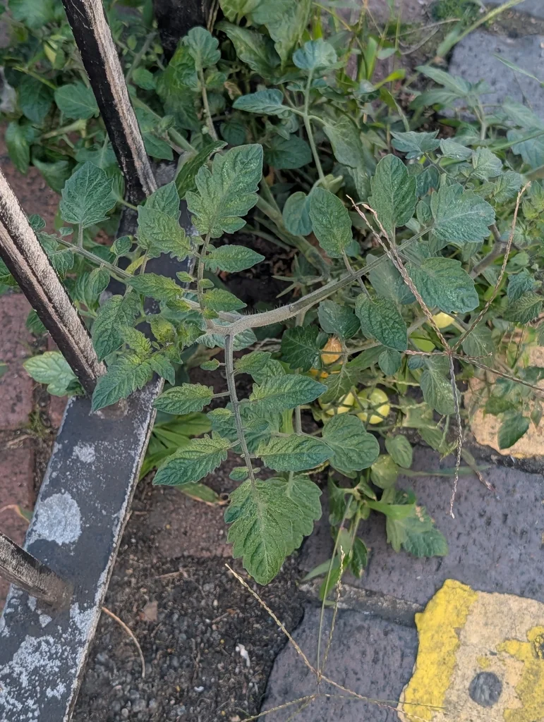 Solanum lycopersicum