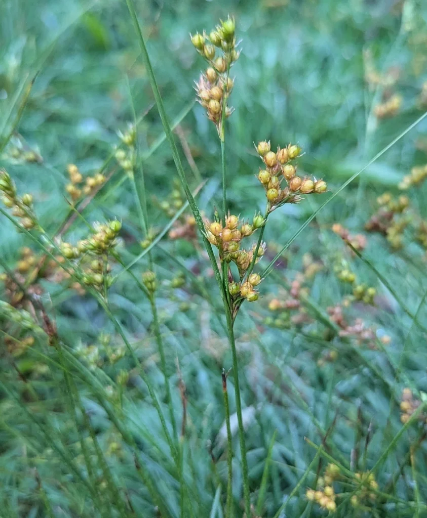 Juncus Tenuis
