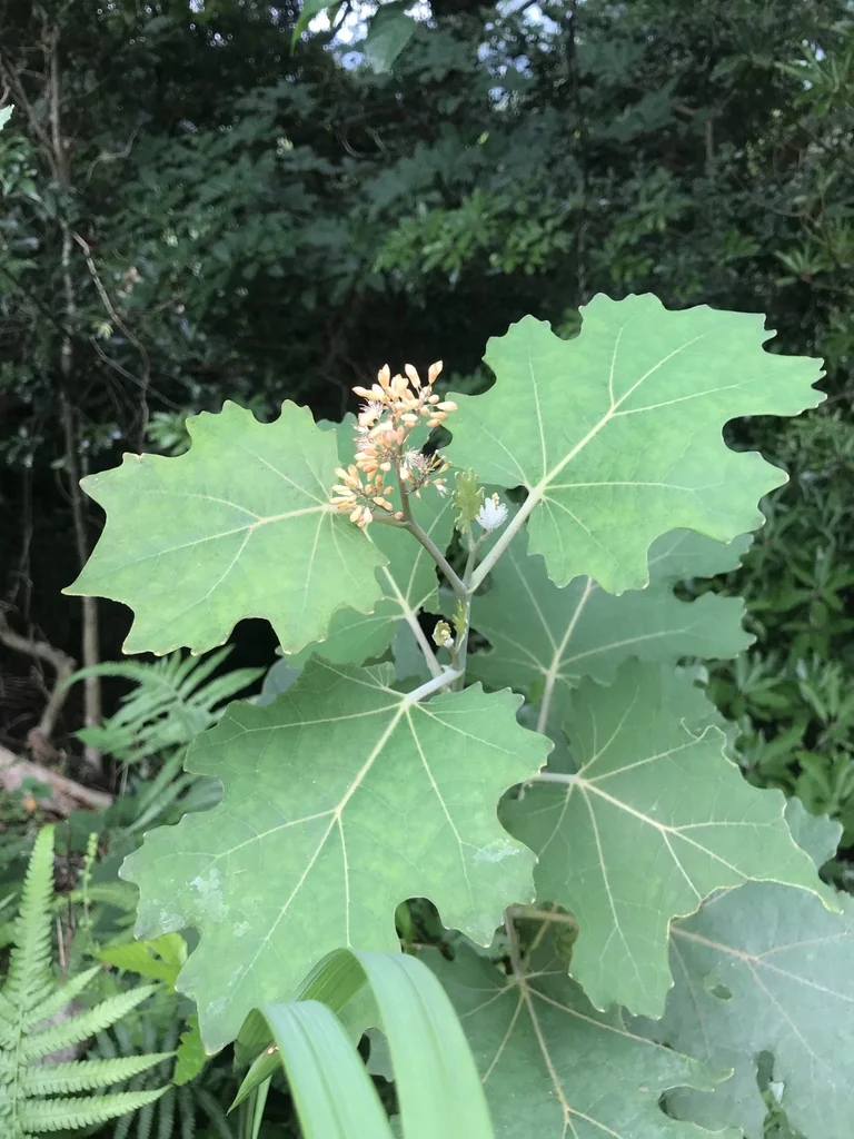 Macleaya Cordata