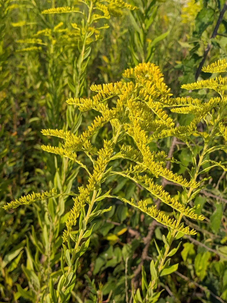 Solidago Altissima