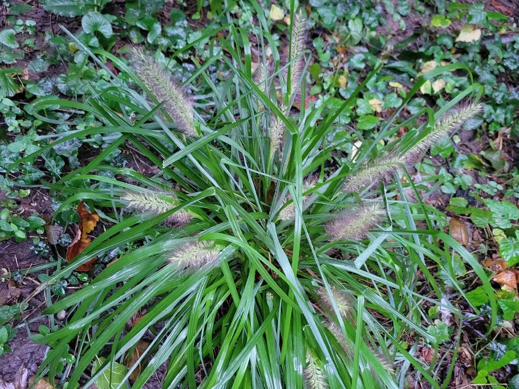 Pennisetum alopecuroides