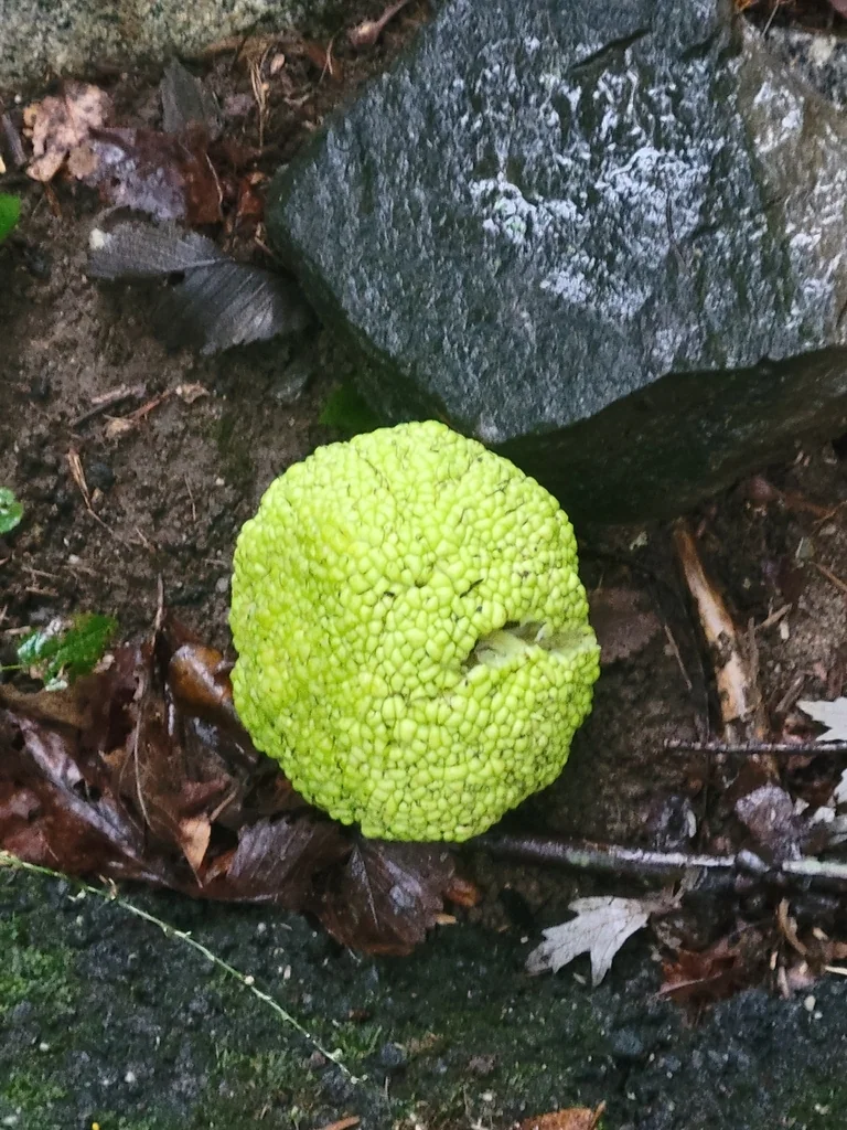 Maclura Pomifera