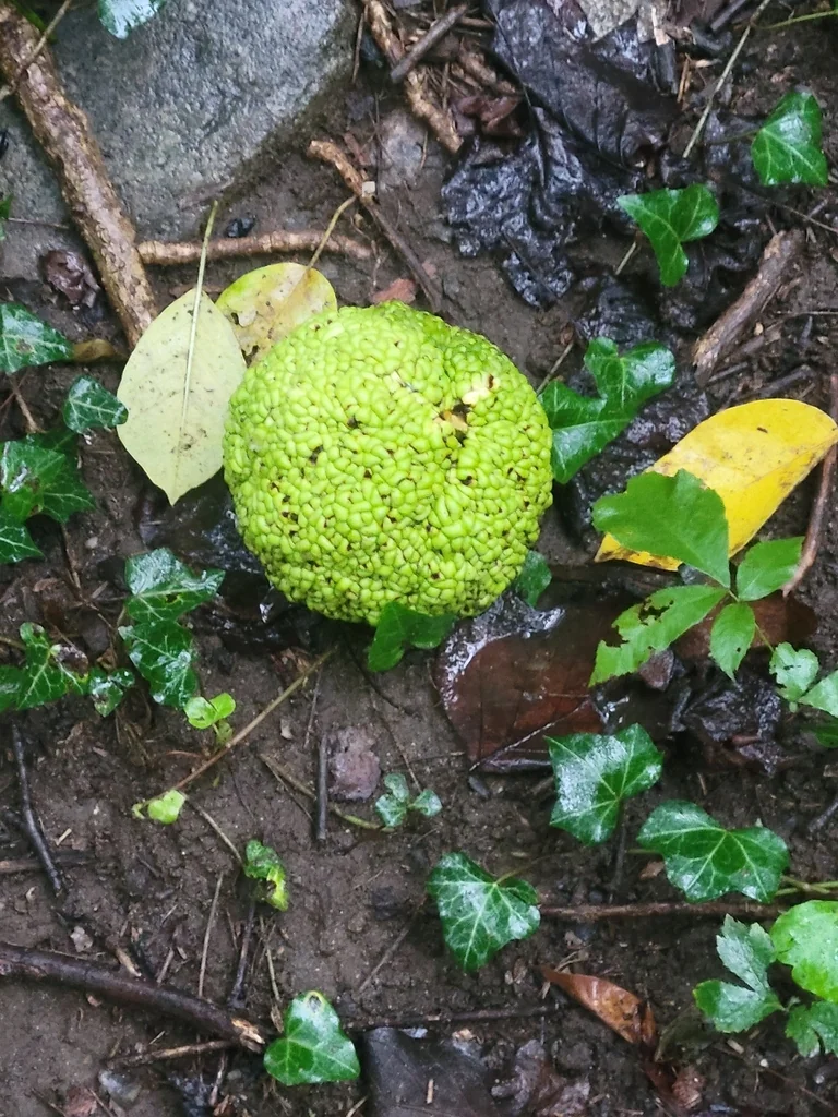 Maclura Pomifera