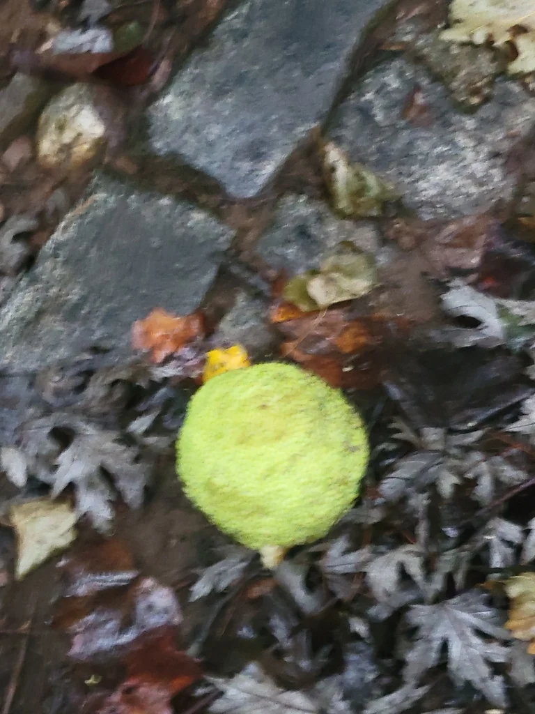 Maclura Pomifera
