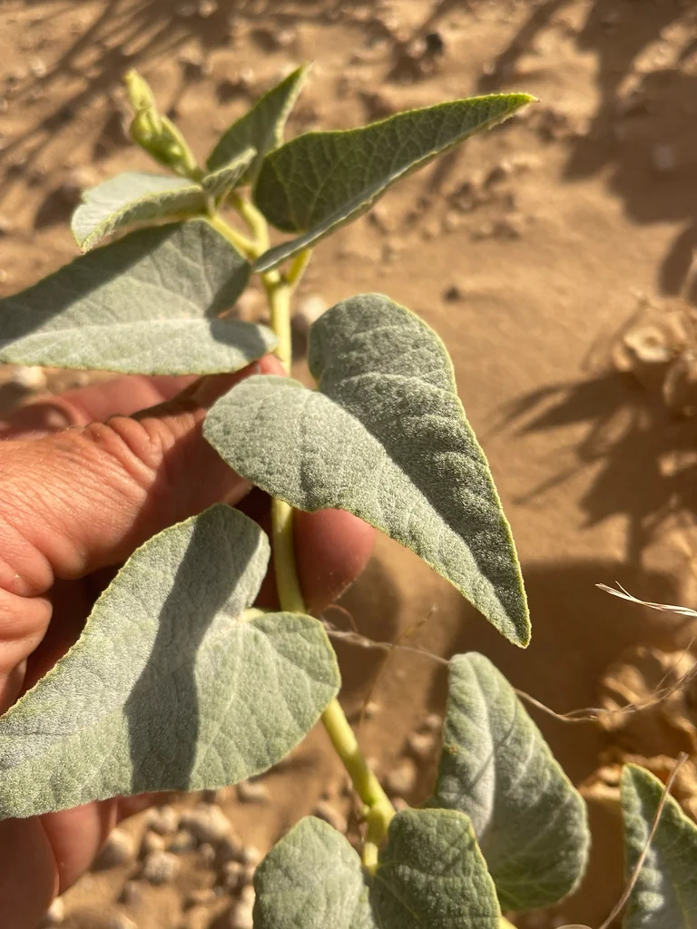 Cucurbita Foetidissima