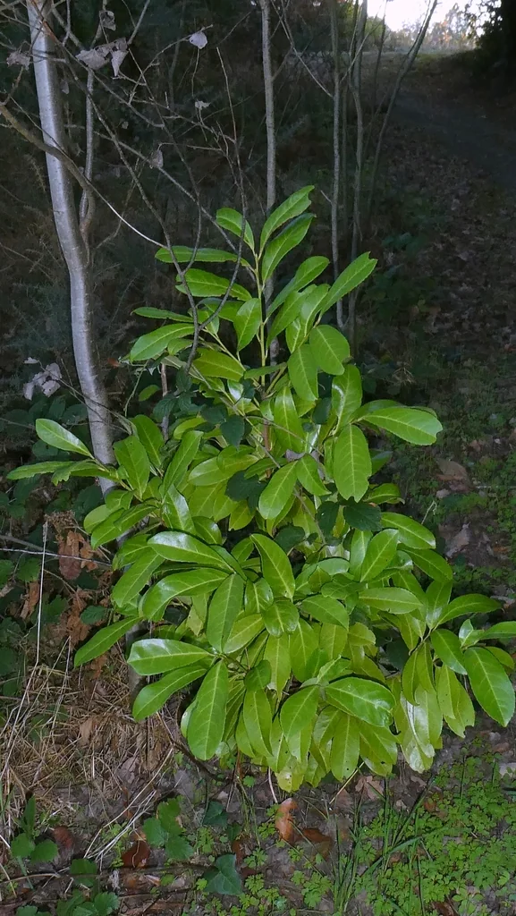 Prunus Laurocerasus