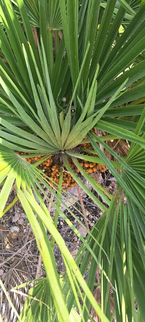 Chamaerops Humilis