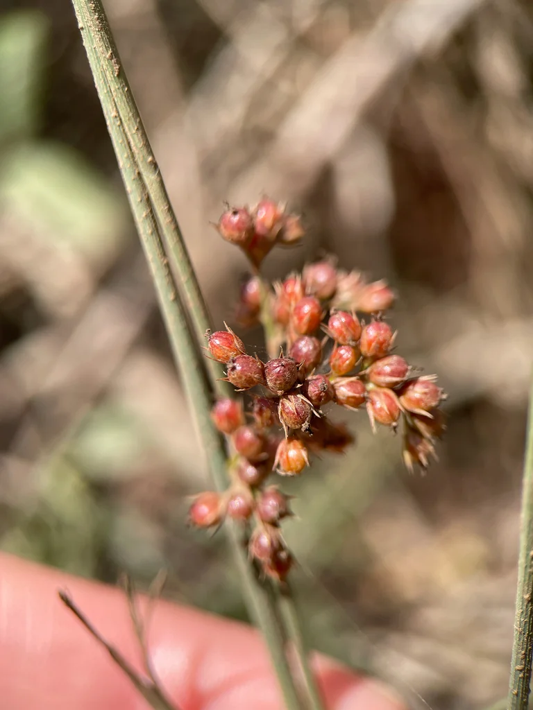 Juncus effusus