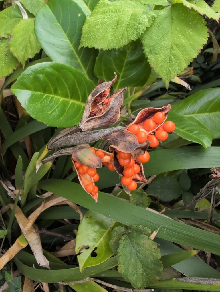 Iris Foetidissima