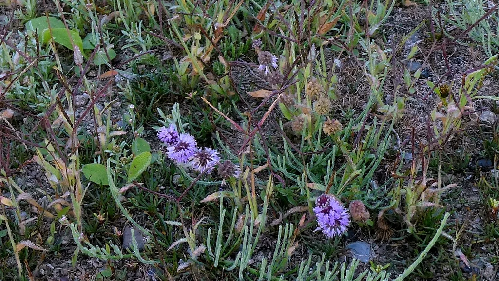 Mentha Pulegium
