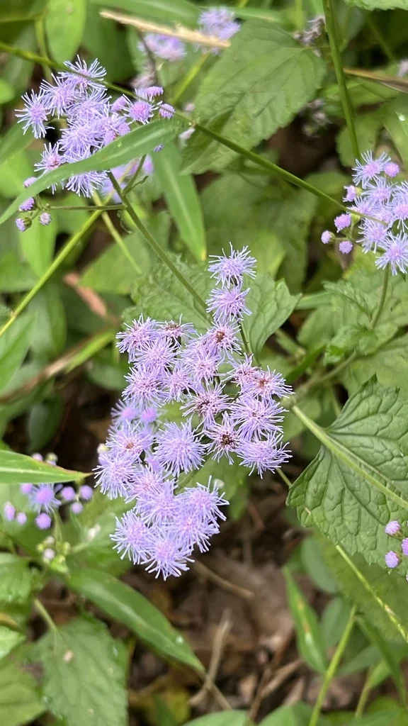 Eupatorium Coelestinum