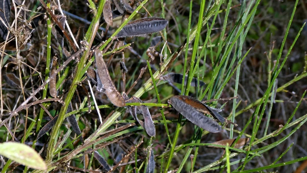 Cytisus Scoparius