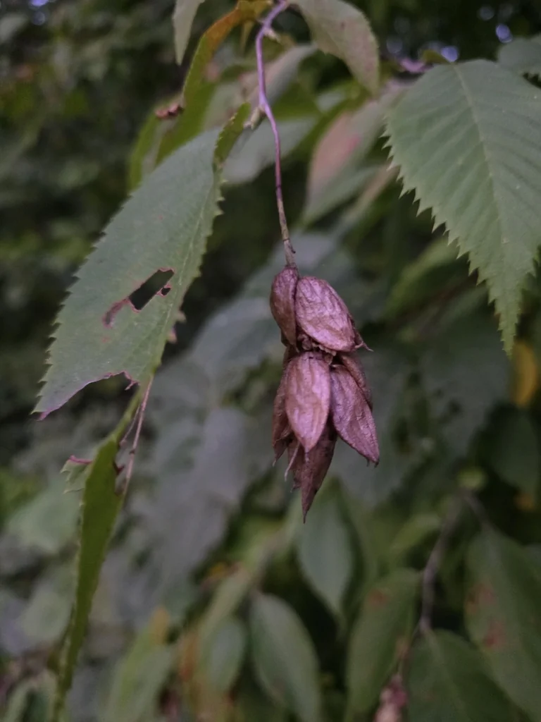 Ostrya Virginiana