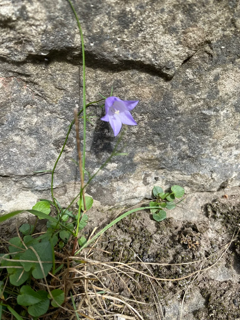 Campanula Rotundifolia