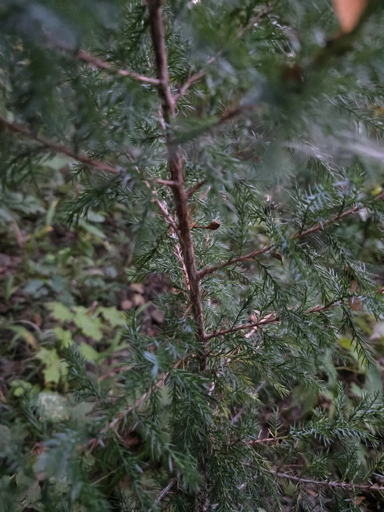 Juniperus Virginiana