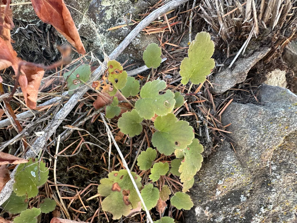Heuchera Cylindrica