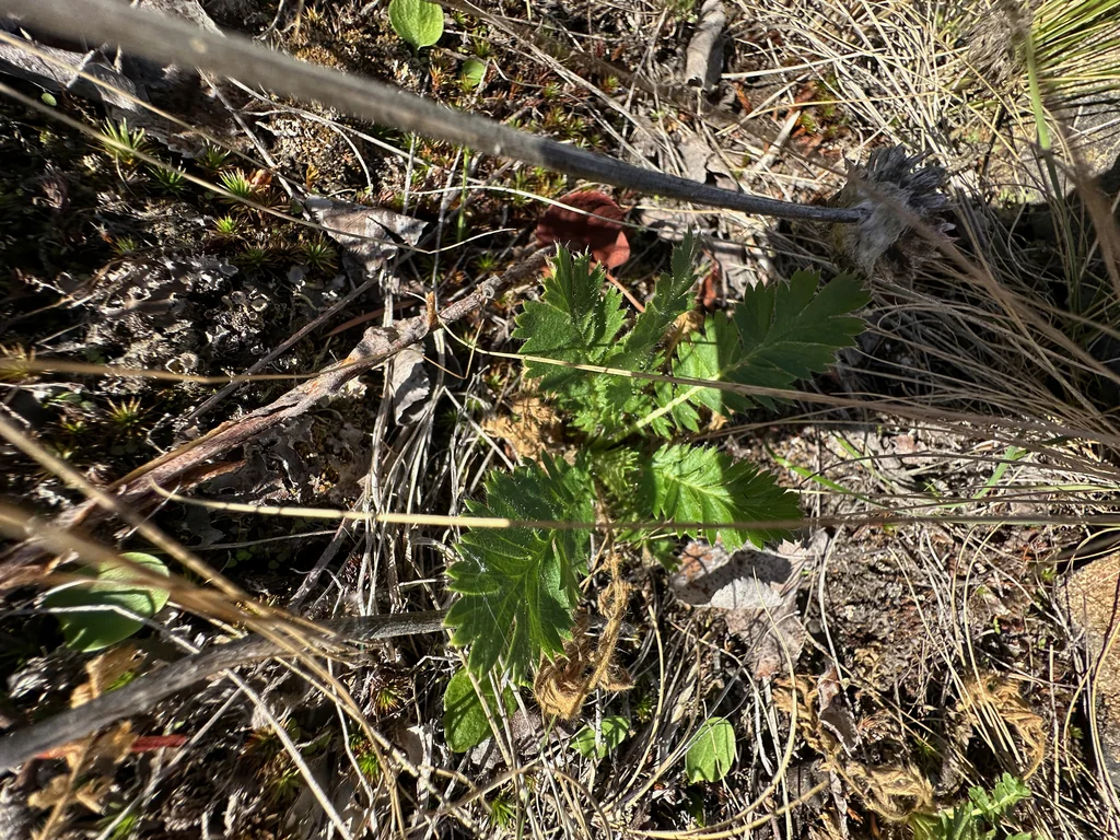 Geum Triflorum