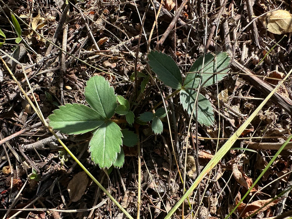 Fragaria Virginiana