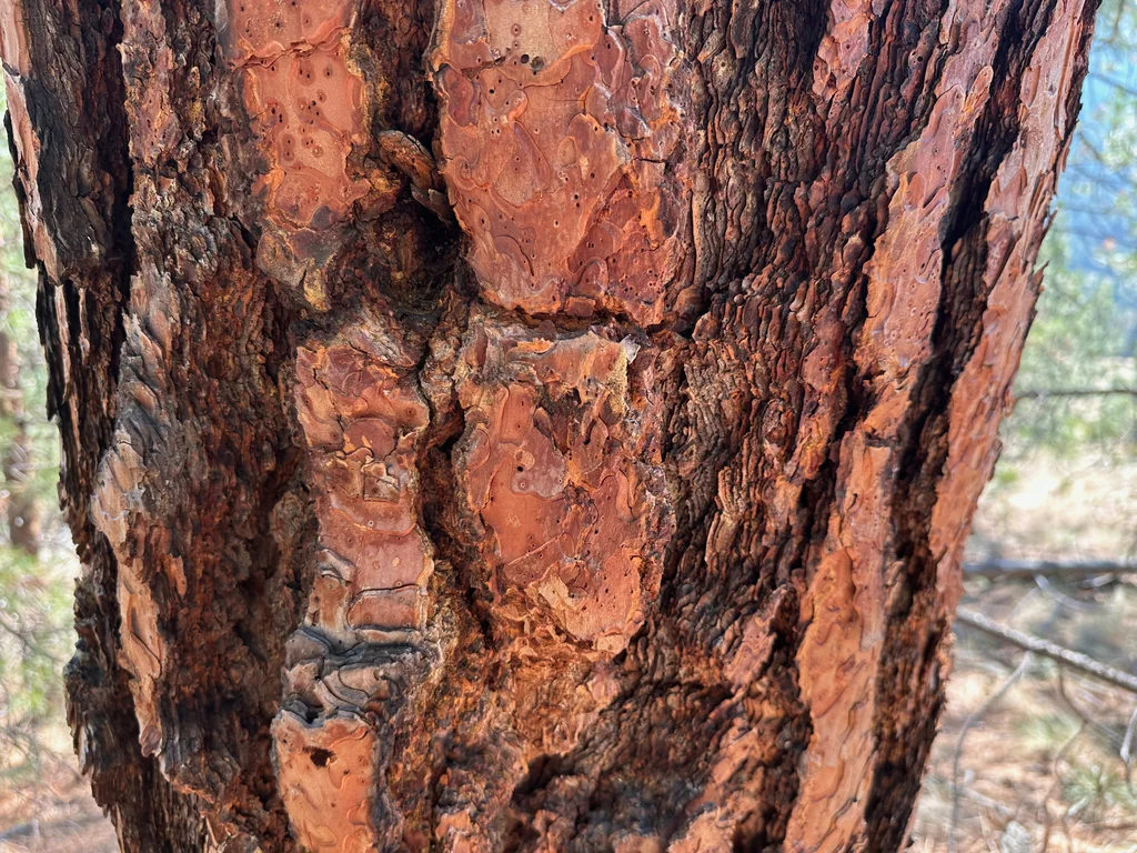 Pinus Ponderosa