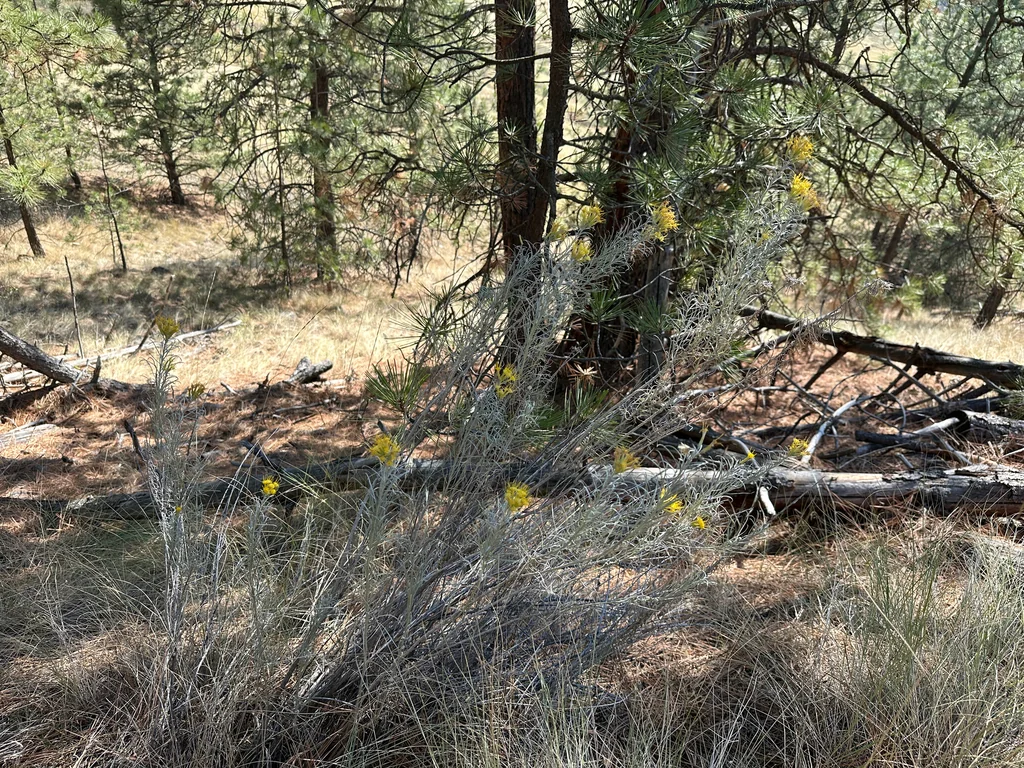 Chrysothamnus Nauseosus