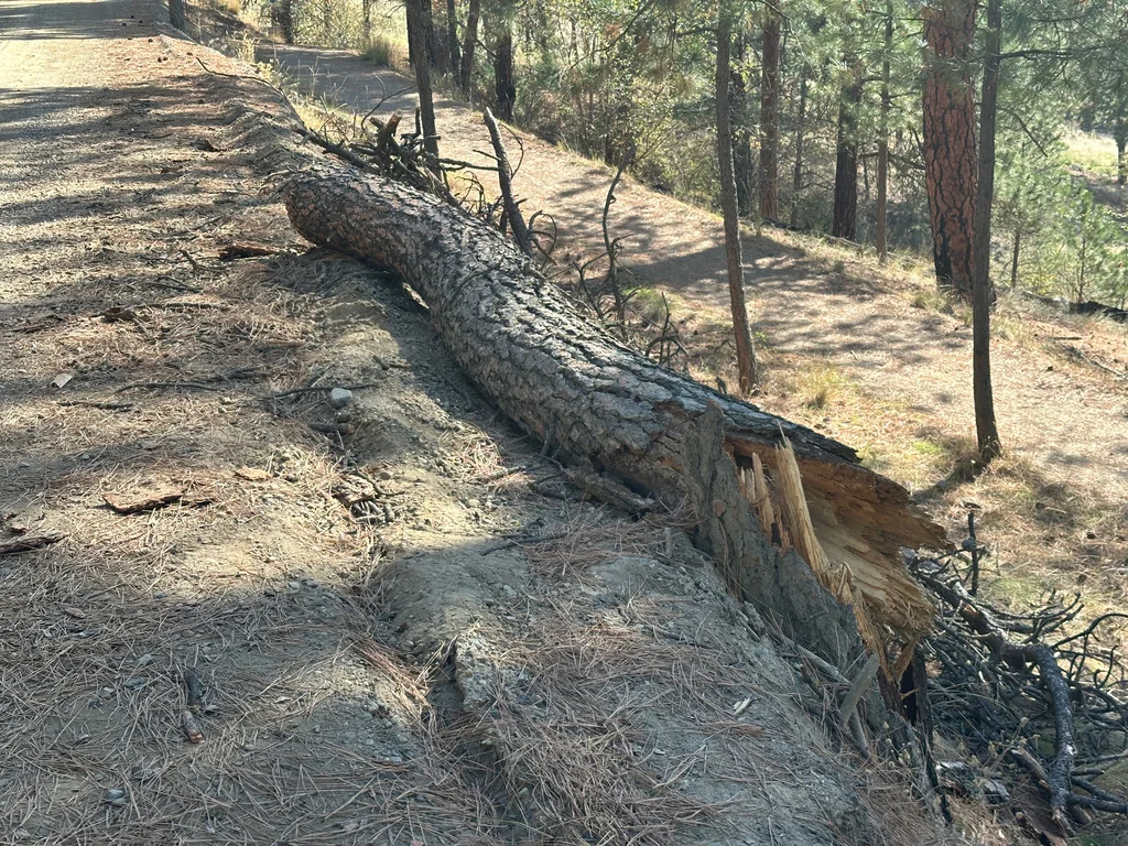 Pinus Ponderosa