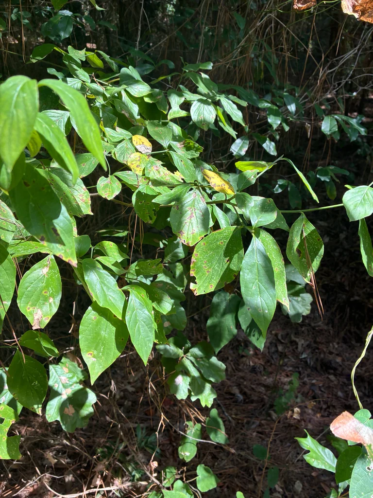 Cornus Florida