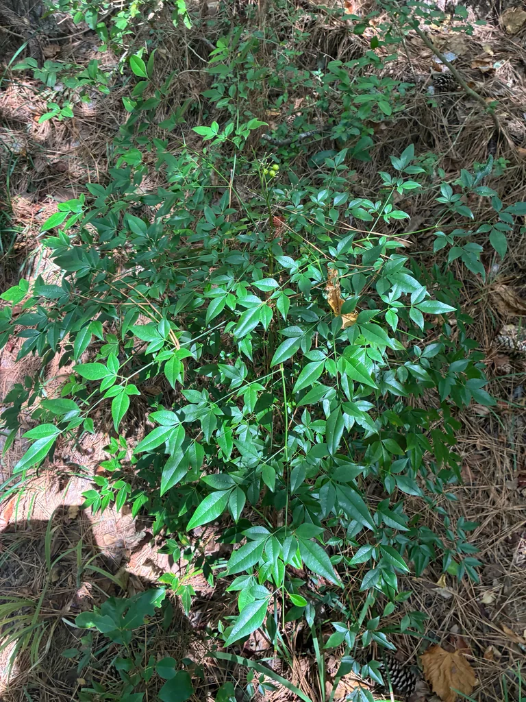 Nandina Domestica