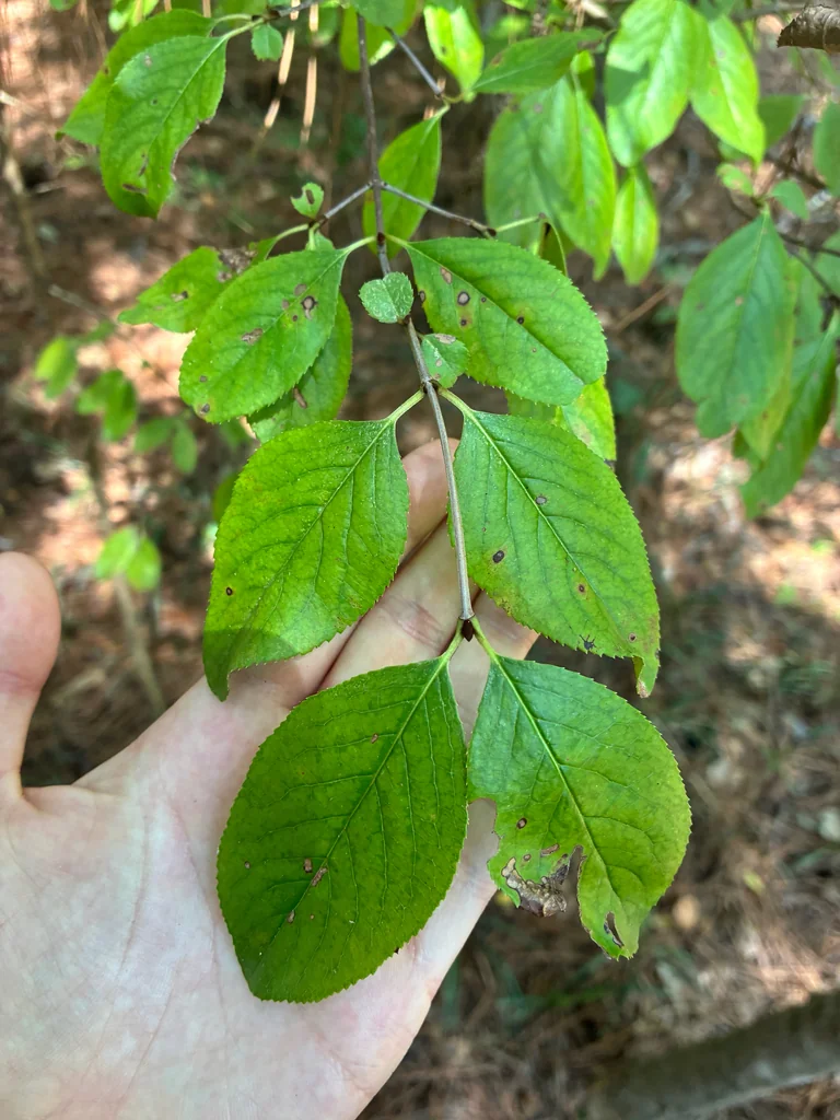 Viburnum rufidulum