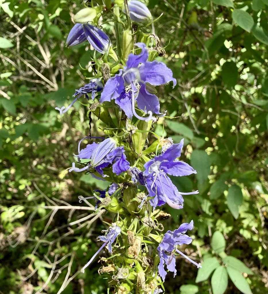 Campanula Americana