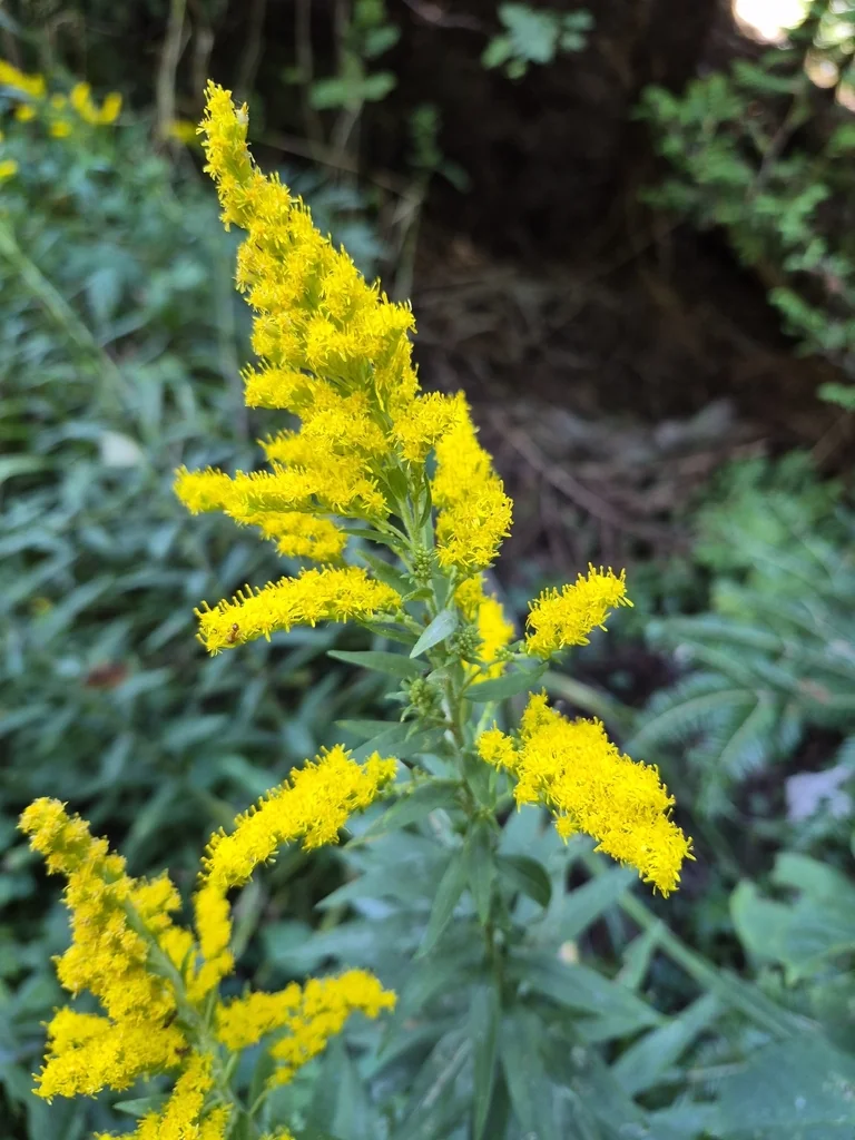 Solidago Altissima