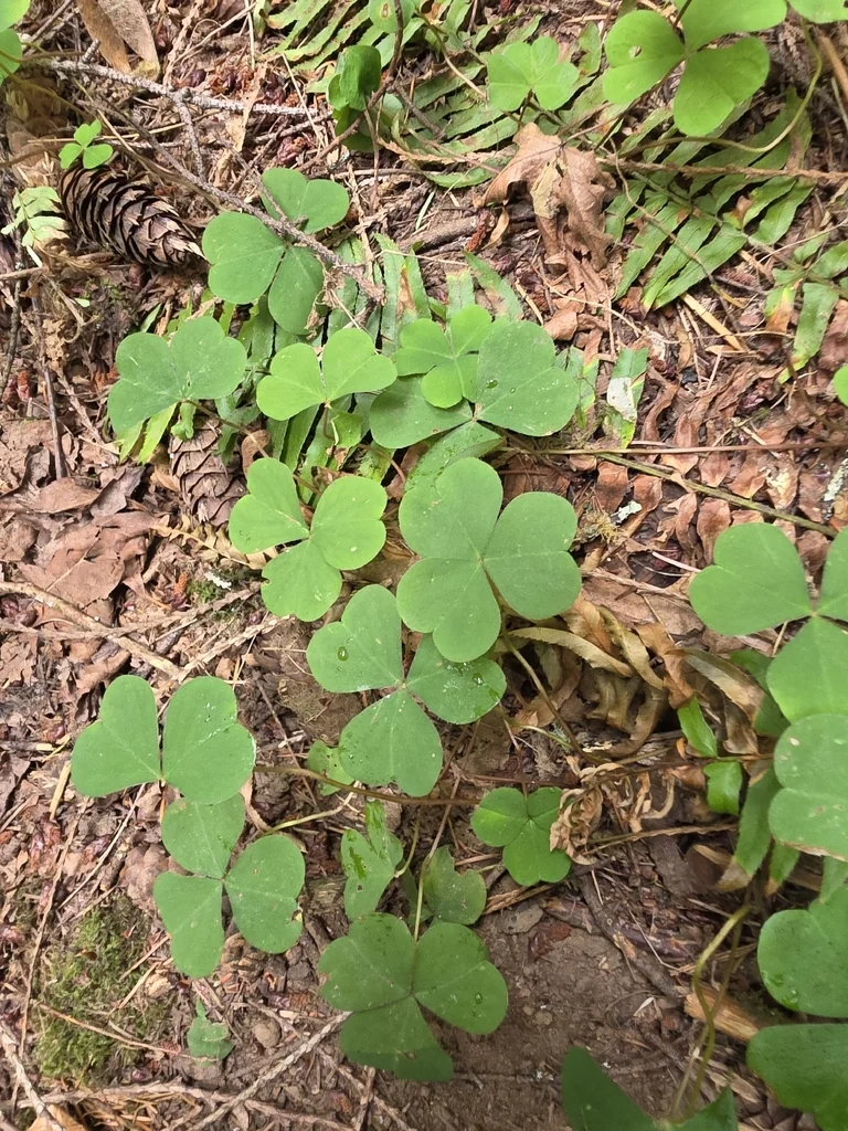 Oxalis Oregana