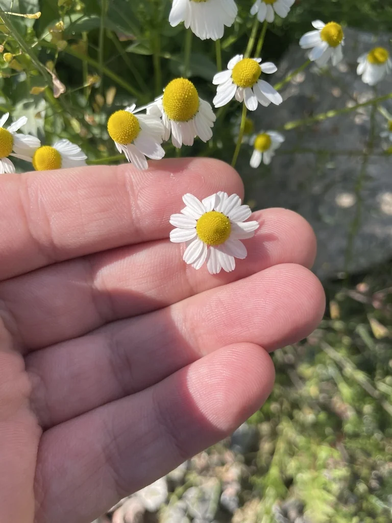 Matricaria Recutita